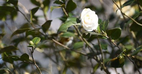 camelia chanel gaujacq|Chanel camellia.